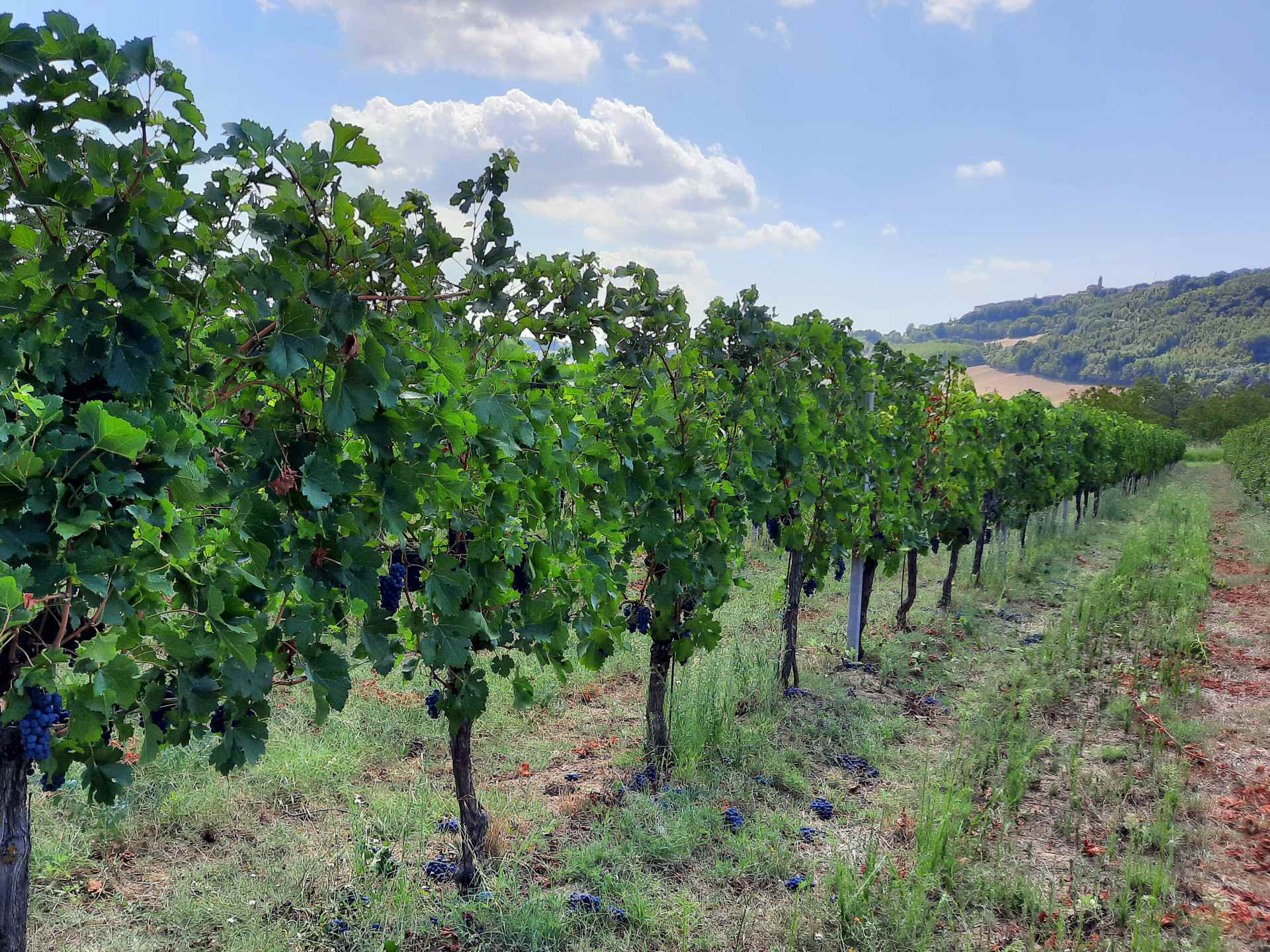 Cantina Crocevia 4